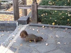 -汉庭顿图书馆