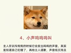 -宠物寄养训练学校