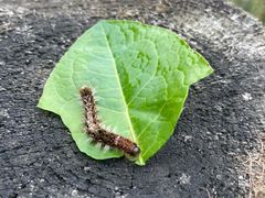 -武陵山森林公园