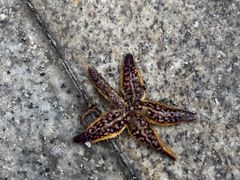 -琴岛之星摩天轮