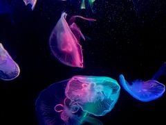 -海合安成都极地海洋公园