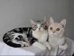 -Bastet sally猫舍购宠(静安店)