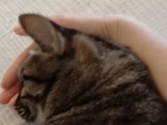 -喜洋洋宠物医院(震川路总店)