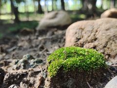 -沈阳奥林匹克体育中心