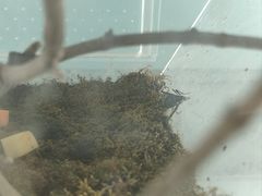 -上海大自然野生昆虫馆(东方明珠·爬宠昆虫探索中心)