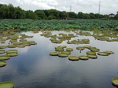 -荷塘月色湿地公园·向阳花洲