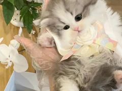 -欣宠猫屋·矮脚拿破仑·蓝金金渐层