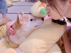 -逗柴咖啡屋·狗咖猫咖宠物桌游