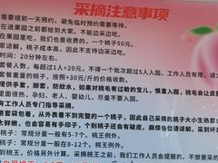 -老袁家蜜桃农场·阳山水蜜桃