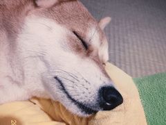 -逗柴咖啡屋·狗咖猫咖宠物桌游