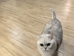 -李小姐の猫咖啡馆(五角场店)
