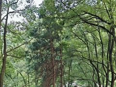 -巴倒烫陆派重庆火锅(南山店)