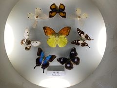 -上海大自然野生昆虫馆