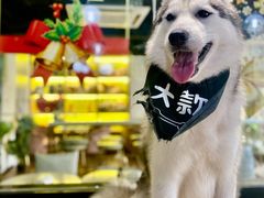 -Husky Go! 哈士奇体验馆·宠物咖啡厅狗咖