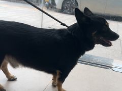 -佳雯宠物医院·皮肤科·内外科(春晓路分院)