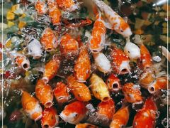 -江和美海洋公园