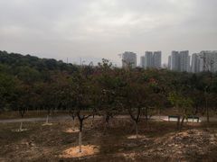 -聚龙山公园