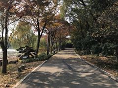 环境不错-金鸡湖桃花岛