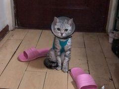 -伟伟宠物医院·瑞派猫友好医院·猫科(光谷店)