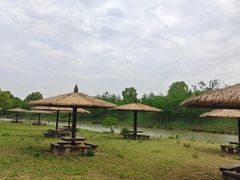 -合肥滨湖国家森林公园