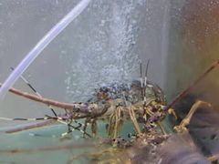 -林记海鲜排档·十年海鲜地标