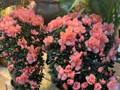 -双季花艺园艺市场(浦东店)