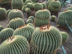 -北京植物园-展览温室