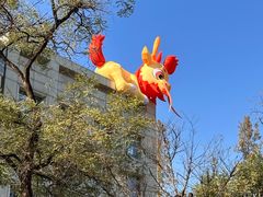 -三里屯东五街银杏大道