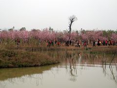 -天适樱花悠乐园