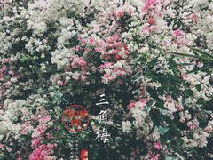 -深圳国际园林花卉博览园