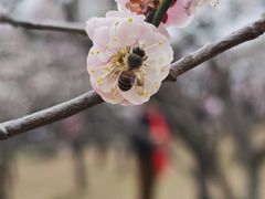 -无锡梅园公园