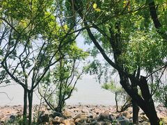 -上海吴淞炮台湾国家湿地公园