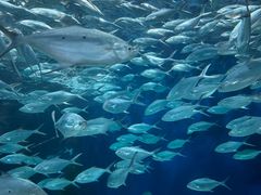-上海海洋水族馆