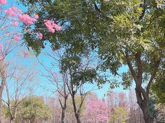 -顺峰山公园
