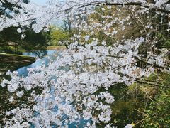 -上海共青森林公园