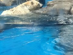 -海合安武汉极地海洋公园
