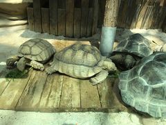 -大连森林动物园