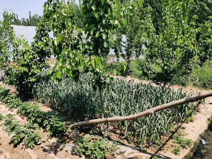 鹊华开心农场-"十一假期过后去的,看了点评决定带孩子来这.