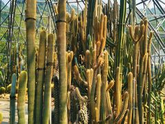 -深圳仙湖植物园