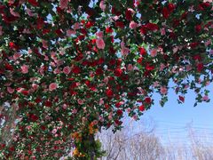 -郑州方特梦幻王国