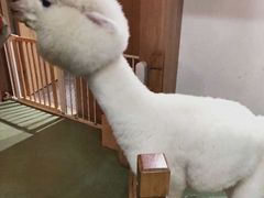 -藦茜花园宠物主题亲子互动体验馆(国顺东路店)