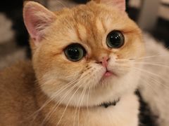 -Pets First伊珊娜洗护·精致美容·家庭式寄养(新会路店)