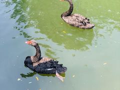 -长白岛森林公园