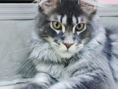 -十年猫舍·猫咪专门店(普陀店)