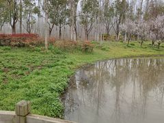 -合肥滨湖国家森林公园