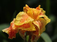 -天然居(伦教店)