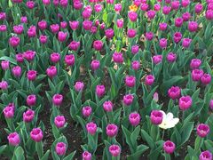 -长春公园(普阳街道)