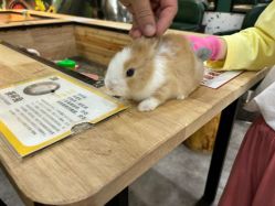 -神奇动物撸宠馆·羊驼·小浣熊·异宠(豫园店)