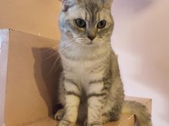 -猫儿山۰猫主题餐厅