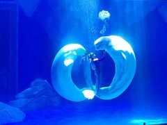 -上海海昌海洋公园
